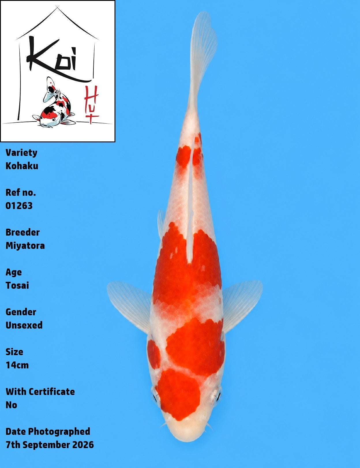 01263 - Kohaku [Miyatora]