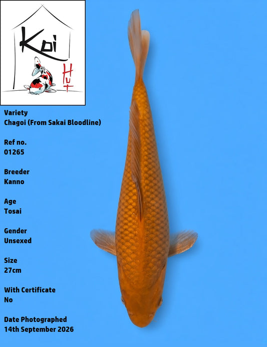 01265 - Chagoi [Kanno]