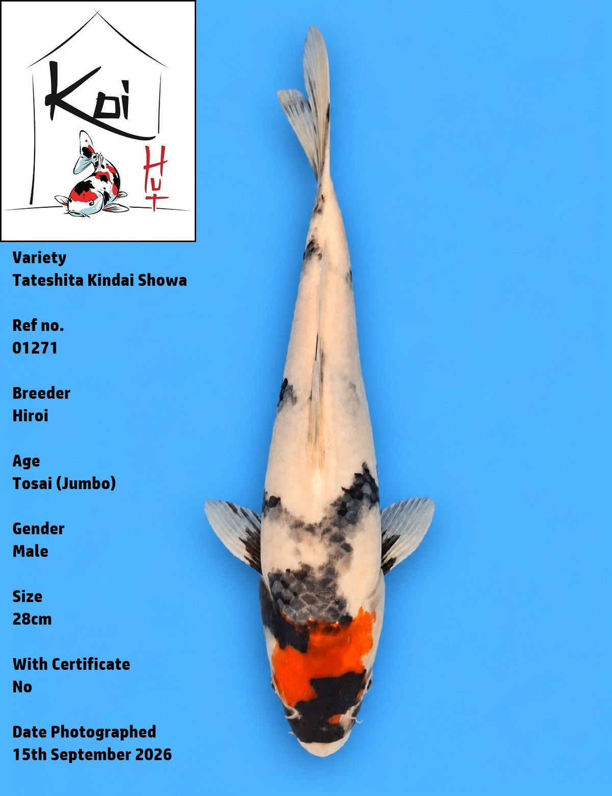01271 - Tateshita Kindai Showa [Hiroi]