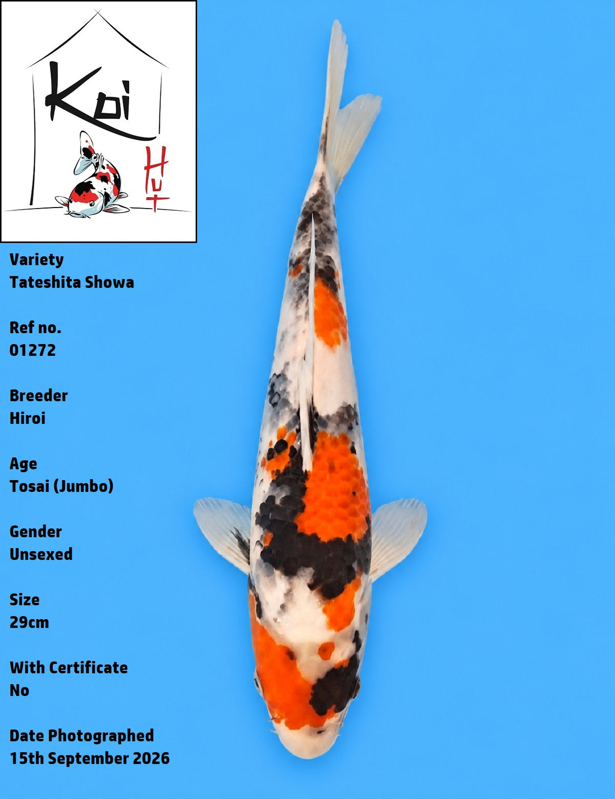 01272 - Tateshita Showa [Hiroi]