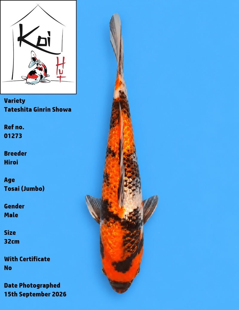 01273 - Tateshita Ginrin Showa [Hiroi]