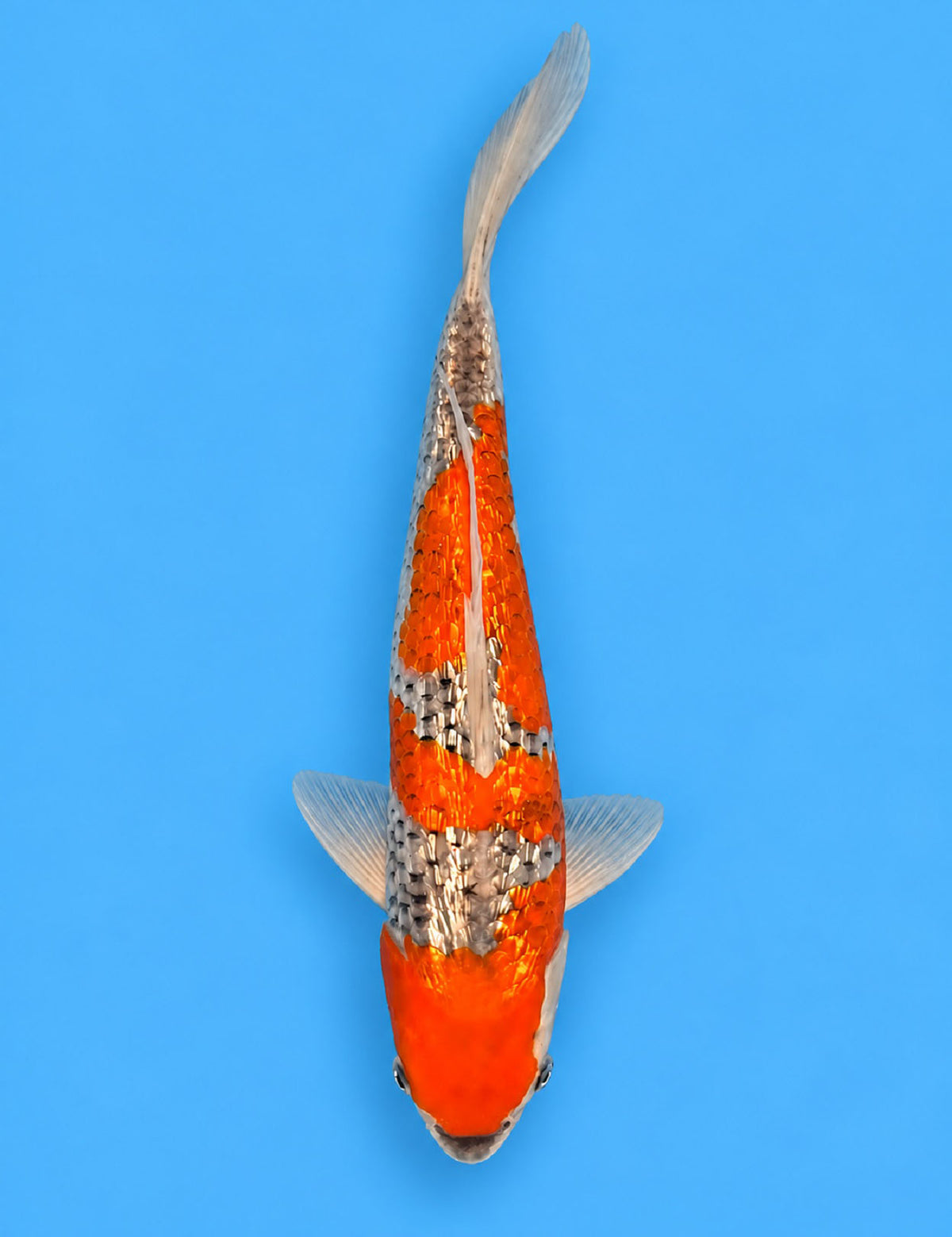 01274 - Tateshita Ginrin Goshiki [Hiroi]
