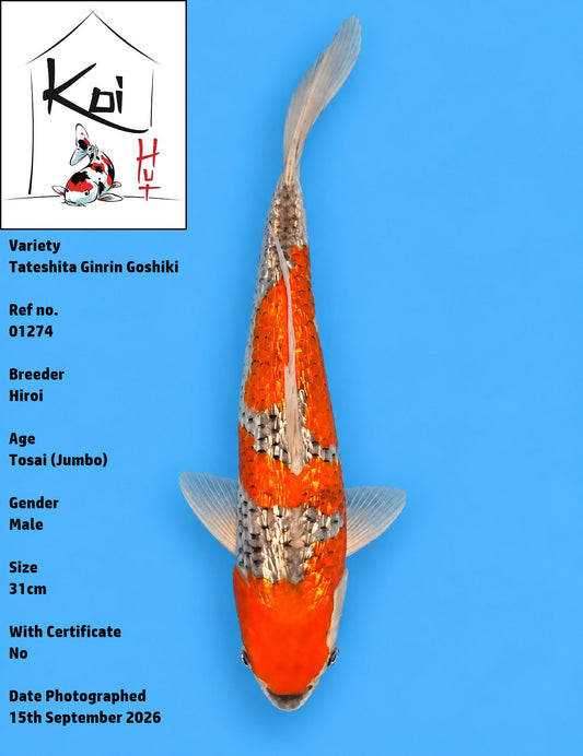 01274 - Tateshita Ginrin Goshiki [Hiroi]