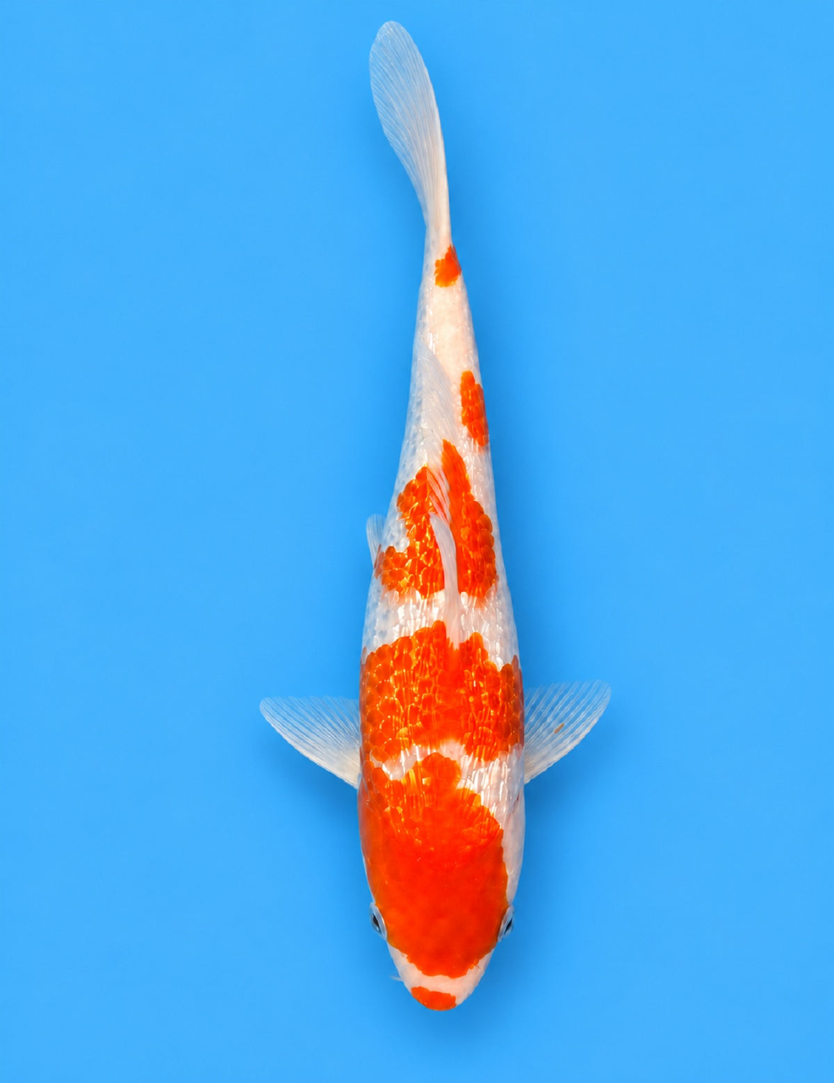 01275 - Tateshita Ginrin Kohaku [Hiroi]