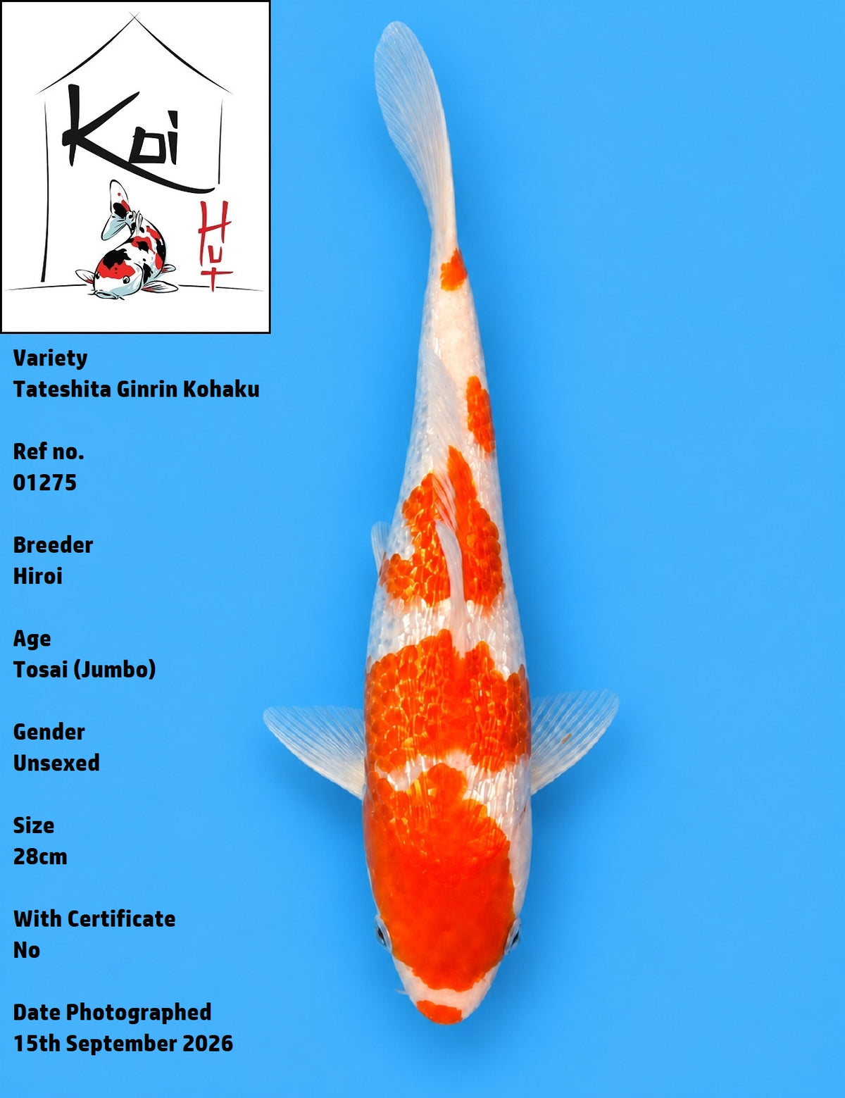 01275 - Tateshita Ginrin Kohaku [Hiroi]