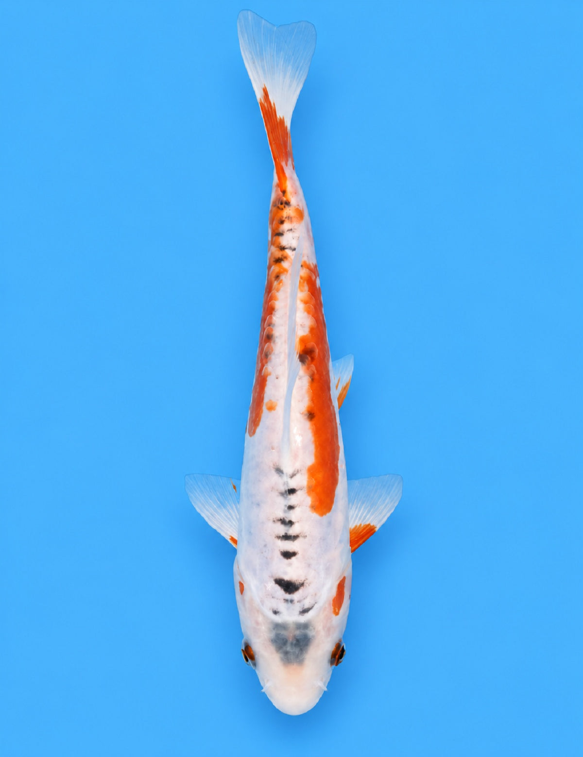 01278 - Shusui [Miyatora]