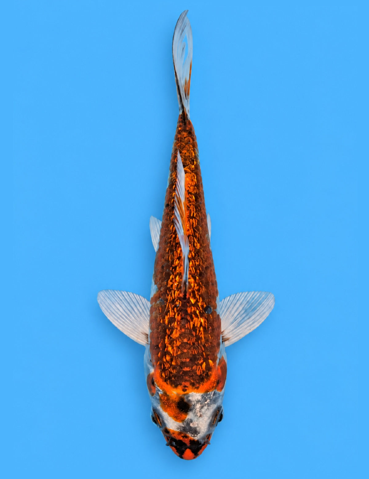01279 - Ginrin Hikari Moyo [Miyatora]