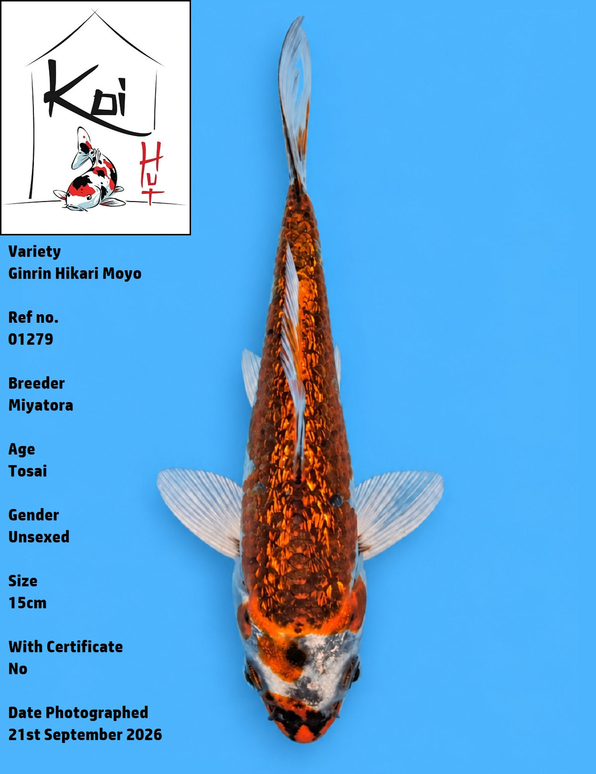 01279 - Ginrin Hikari Moyo [Miyatora]