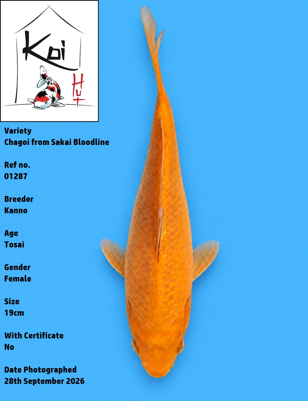 01287 - Chagoi [Kanno]