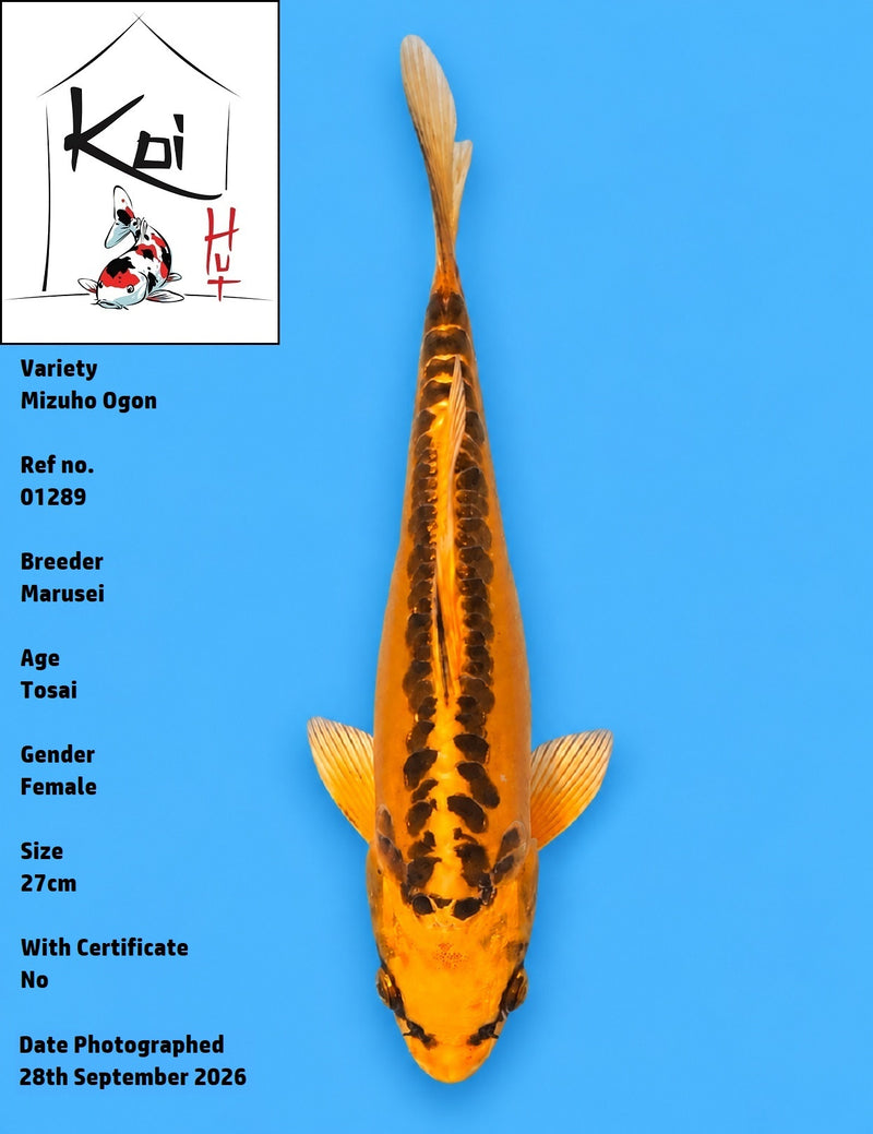 01289 - Mizuho Ogon [Marusei]