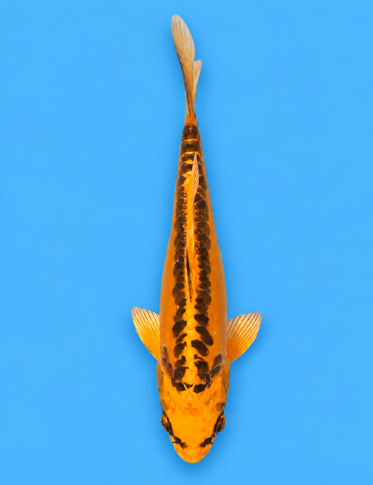 01289 - Mizuho Ogon [Marusei]