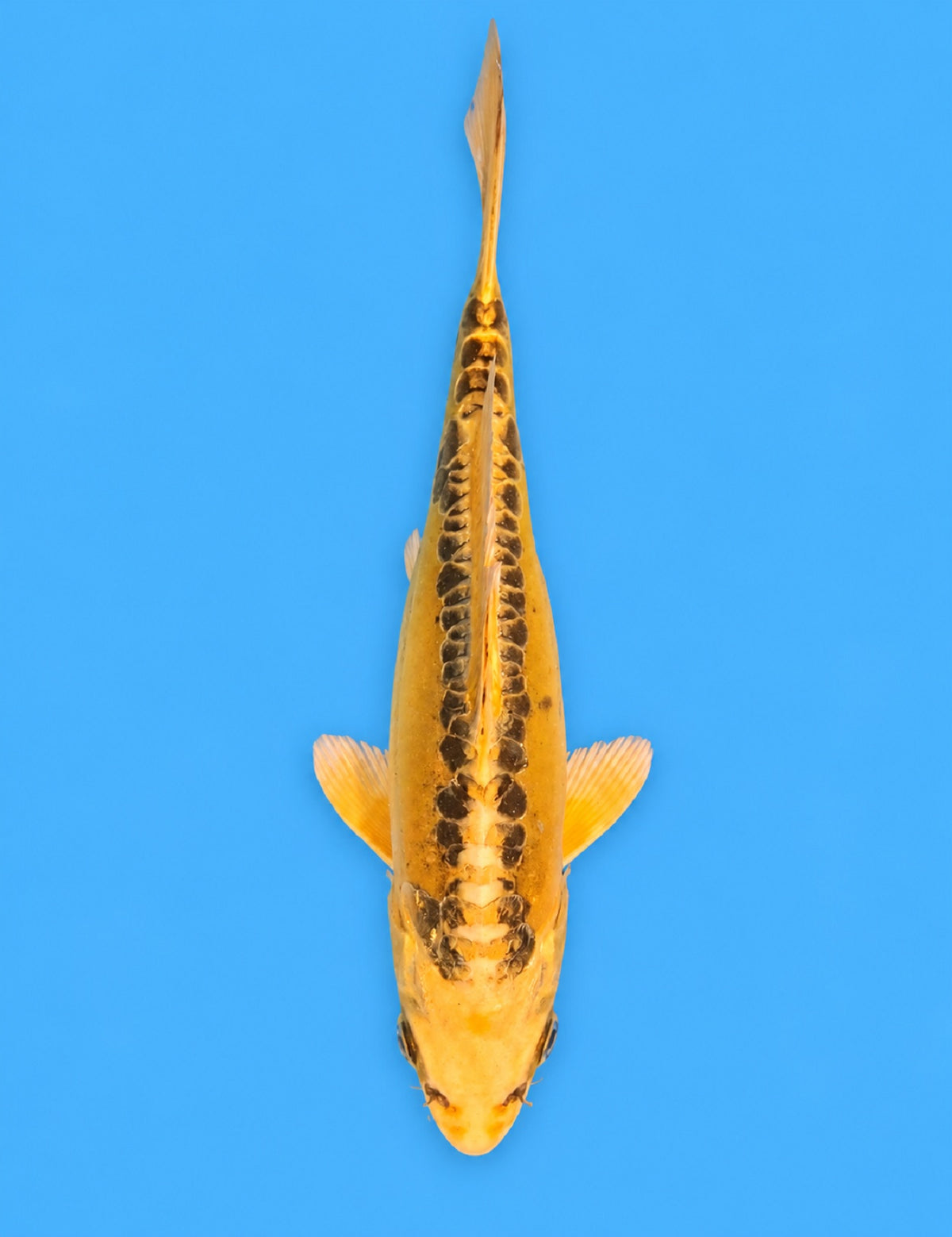 01290 - Ki Mizuho Ogon [Marusei]