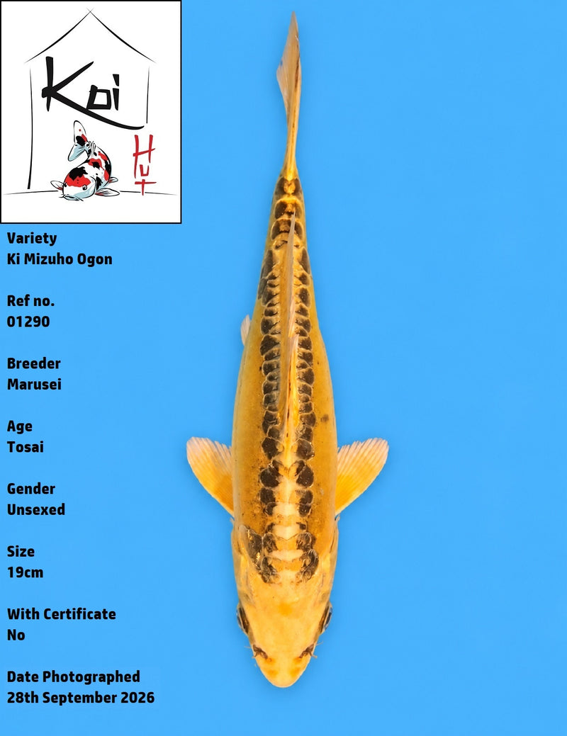 01290 - Ki Mizuho Ogon [Marusei]