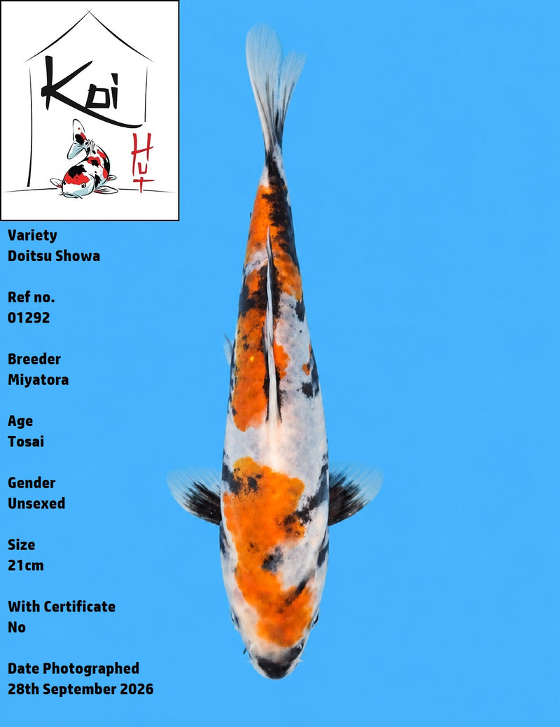 01292 - Doitsu Showa [Miyatora]