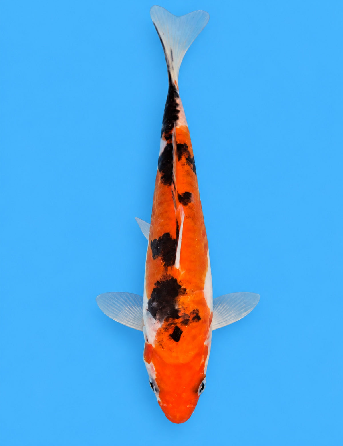 01293 - Doitsu Sanke [Ikarashi]