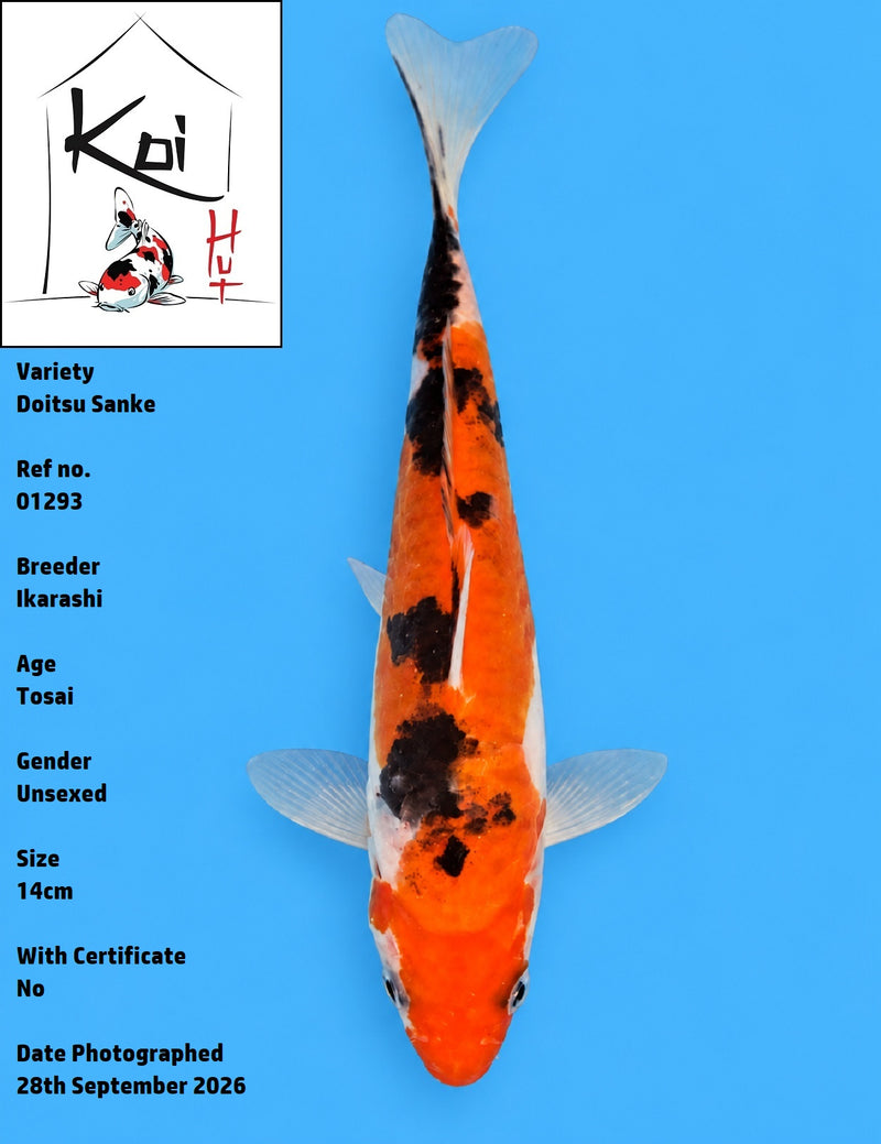 01293 - Doitsu Sanke [Ikarashi]