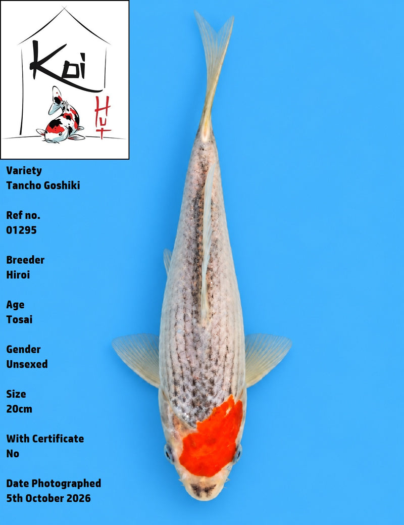 01295 - Tancho Goshiki [Hiroi]