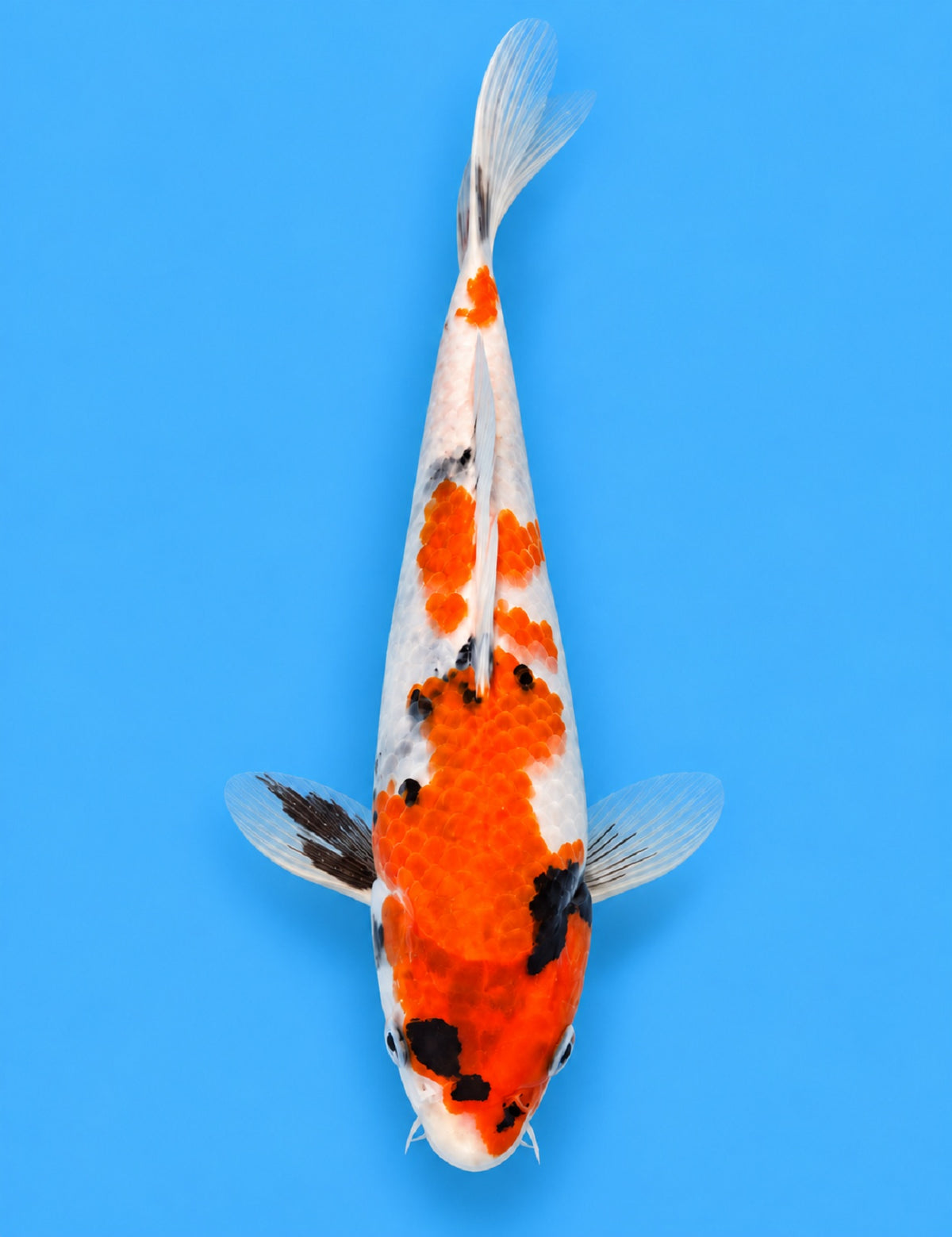 01296 - Showa [Hiroi]