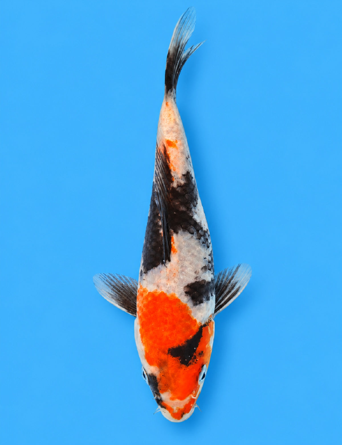 01297 - Showa [Hiroi]