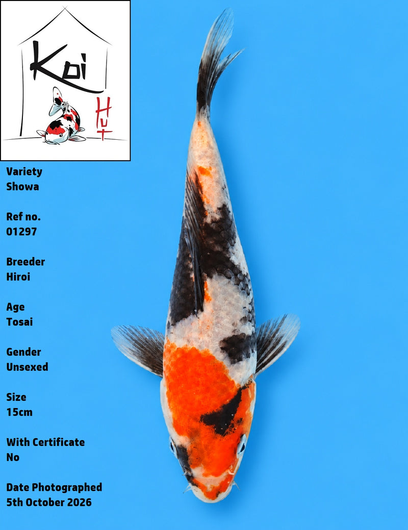 01297 - Showa [Hiroi]