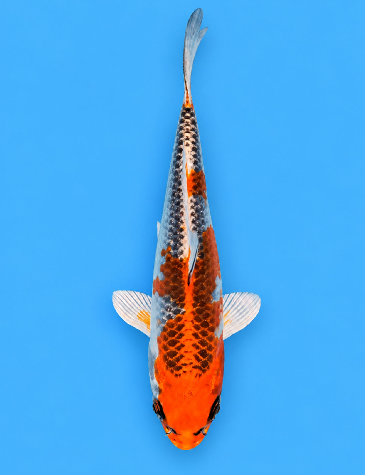 01299 - Kujaku [Otsuka]