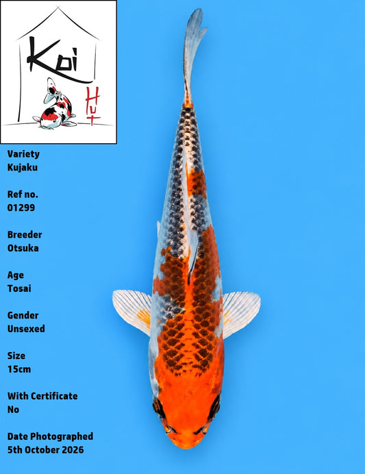 01299 - Kujaku [Otsuka]