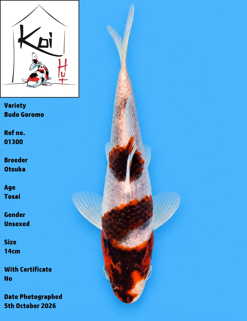 01300 - Budo Goromo [Otsuka]