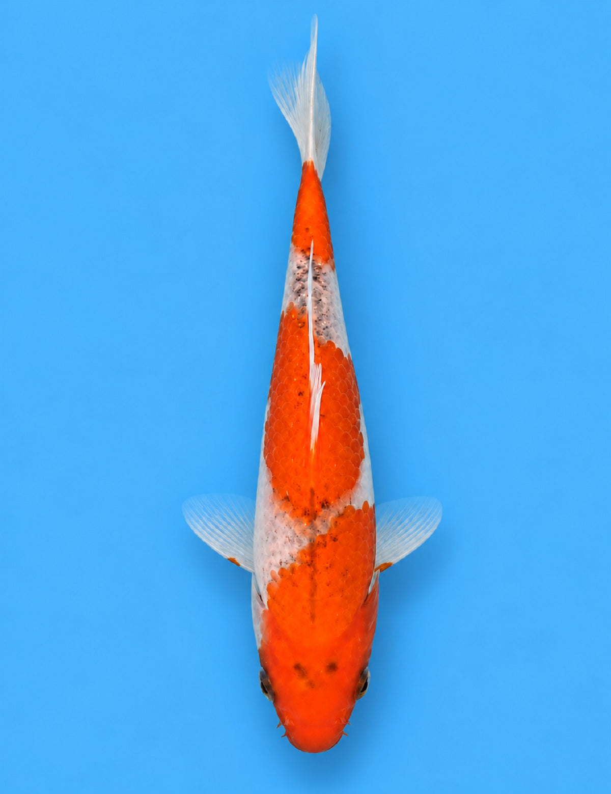 01306 - Kindai Goshiki [Hiroi]
