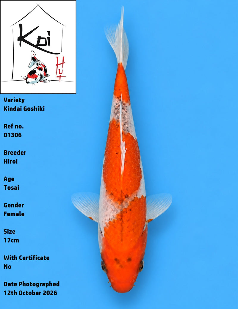01306 - Kindai Goshiki [Hiroi]