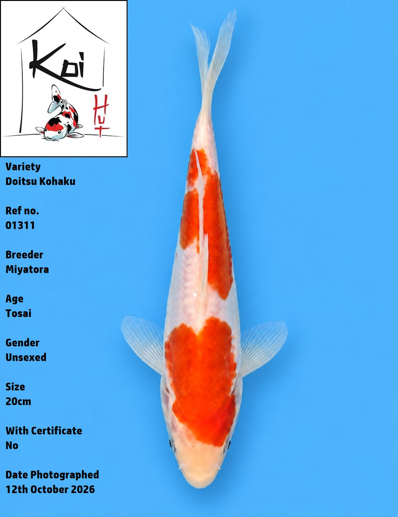 01311 - Doitsu Kohaku [Miyatora]