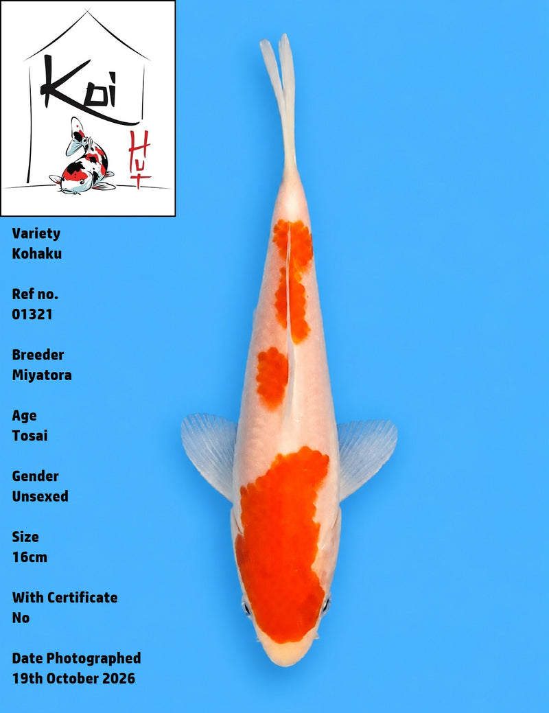01321 - Kohaku [Miyatora]
