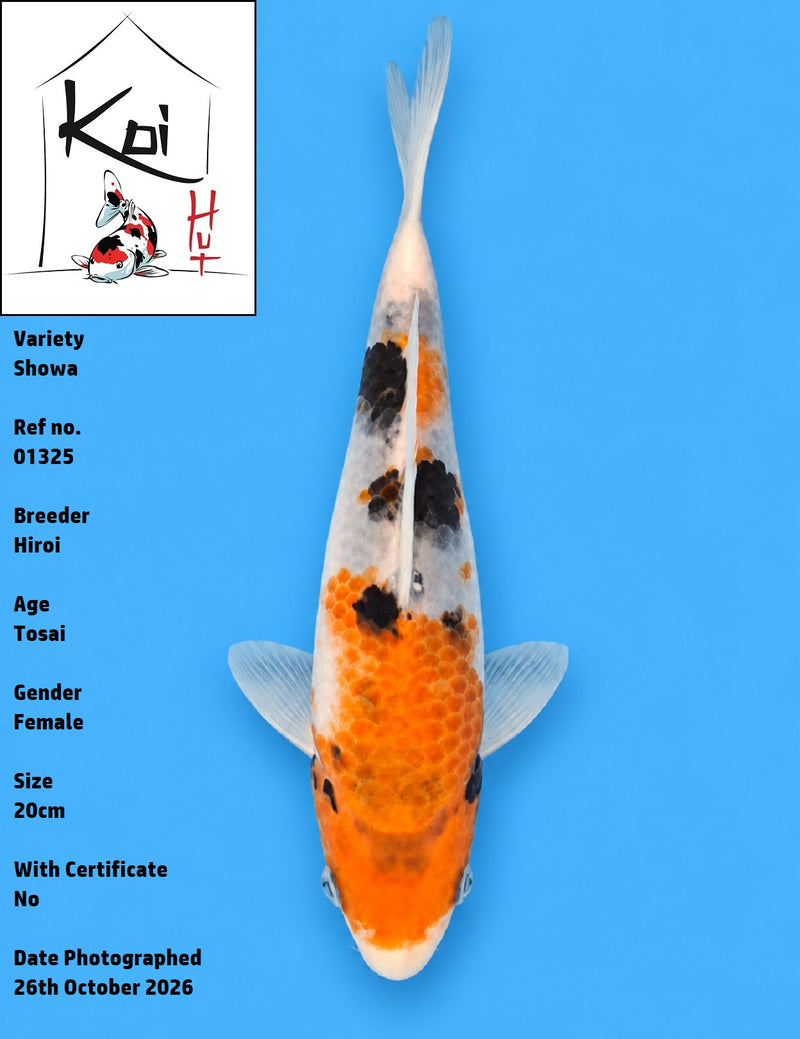 01325 - Showa [Hiroi]