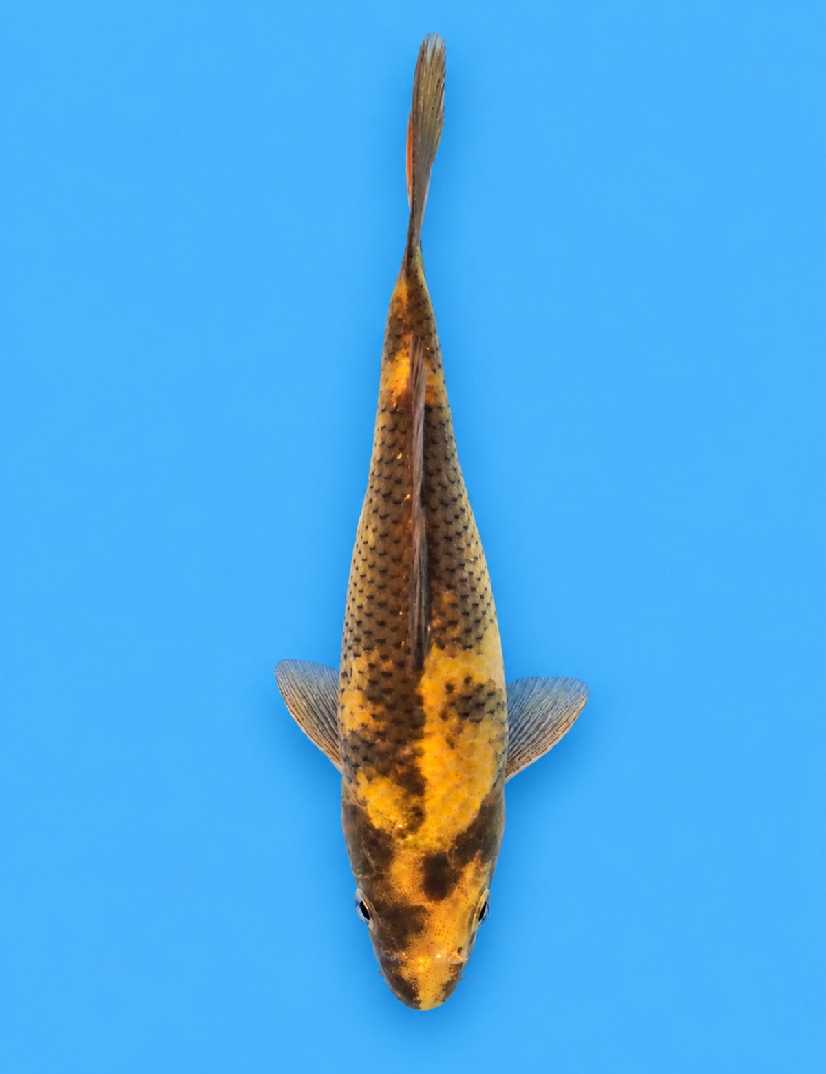 01328- Ki Utsuri [Miyatora]