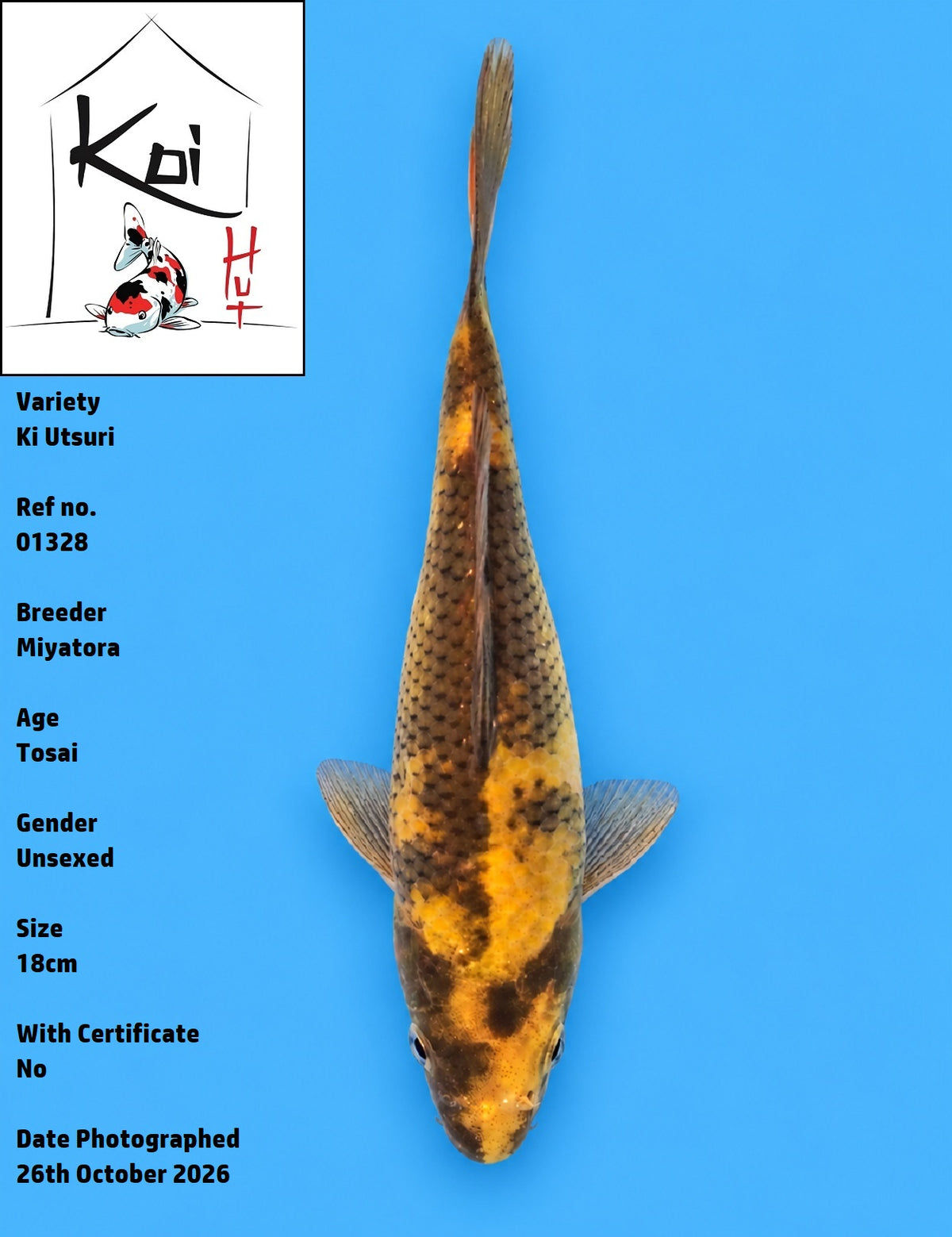 01328- Ki Utsuri [Miyatora]