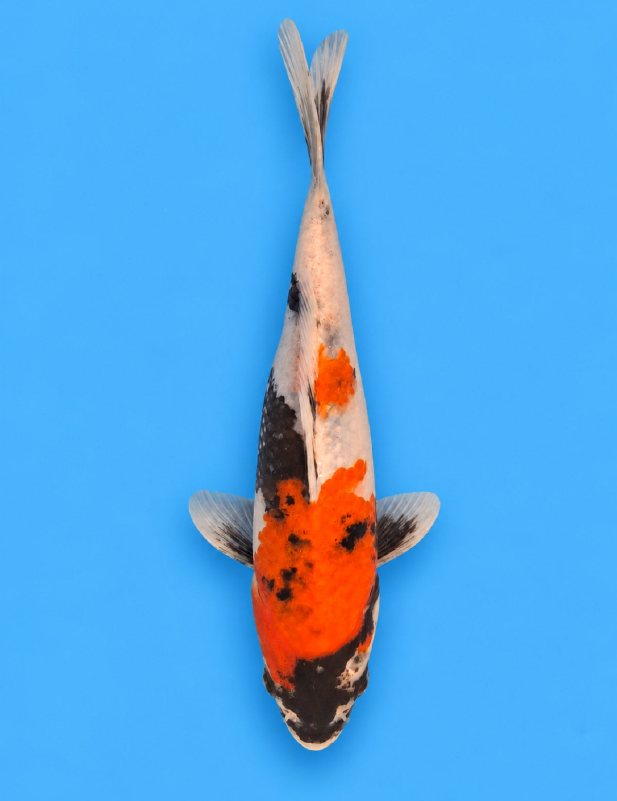 01330 - Showa [Miyatora]