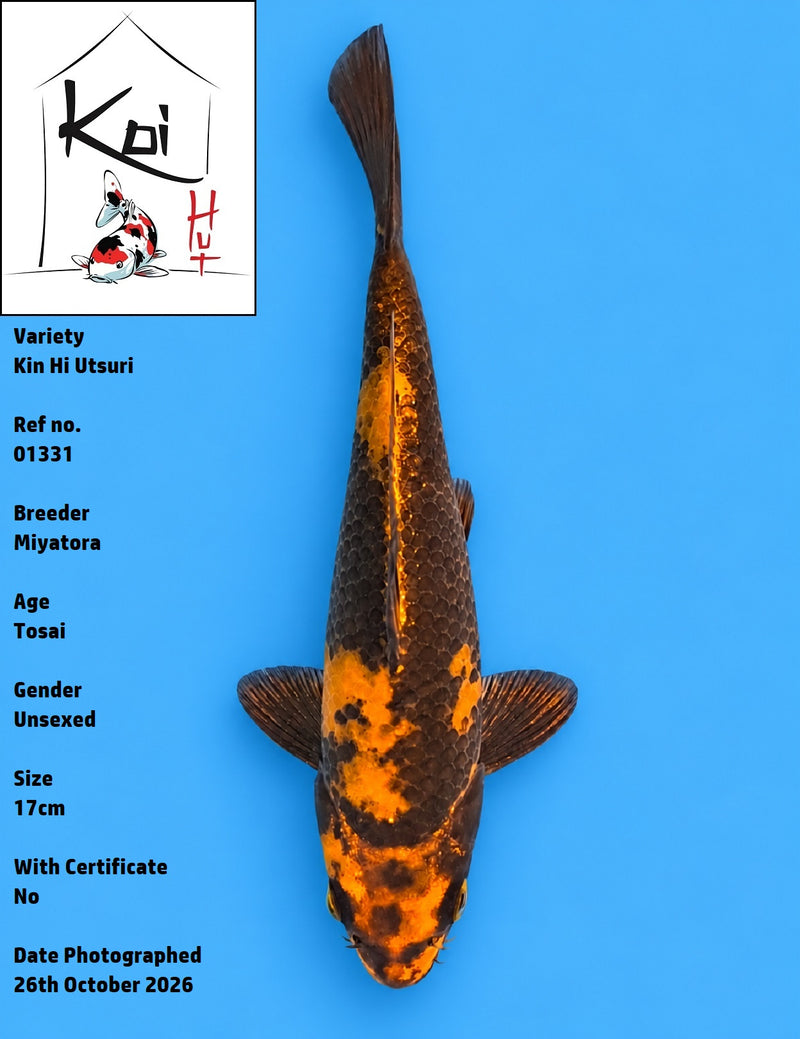 01331 - Kin Hi Utsuri [Miyatora]