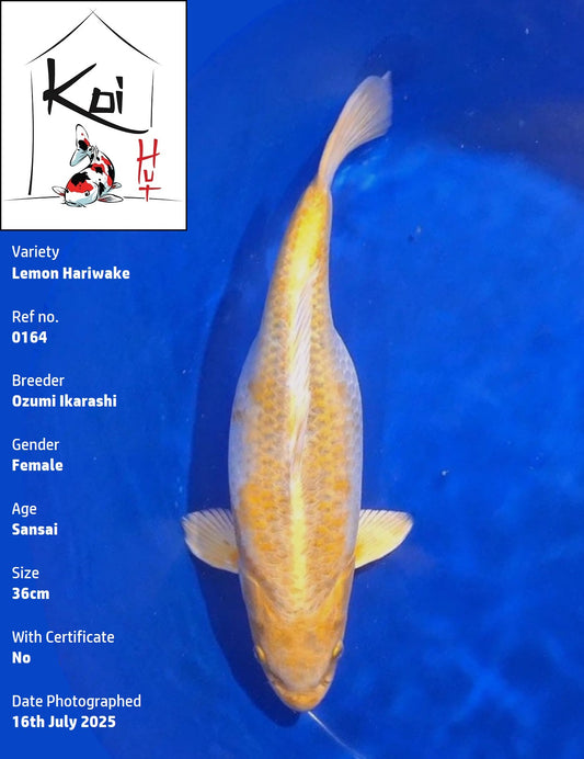 0164 - Lemon Hariwake [Ozumi Ikarashi]