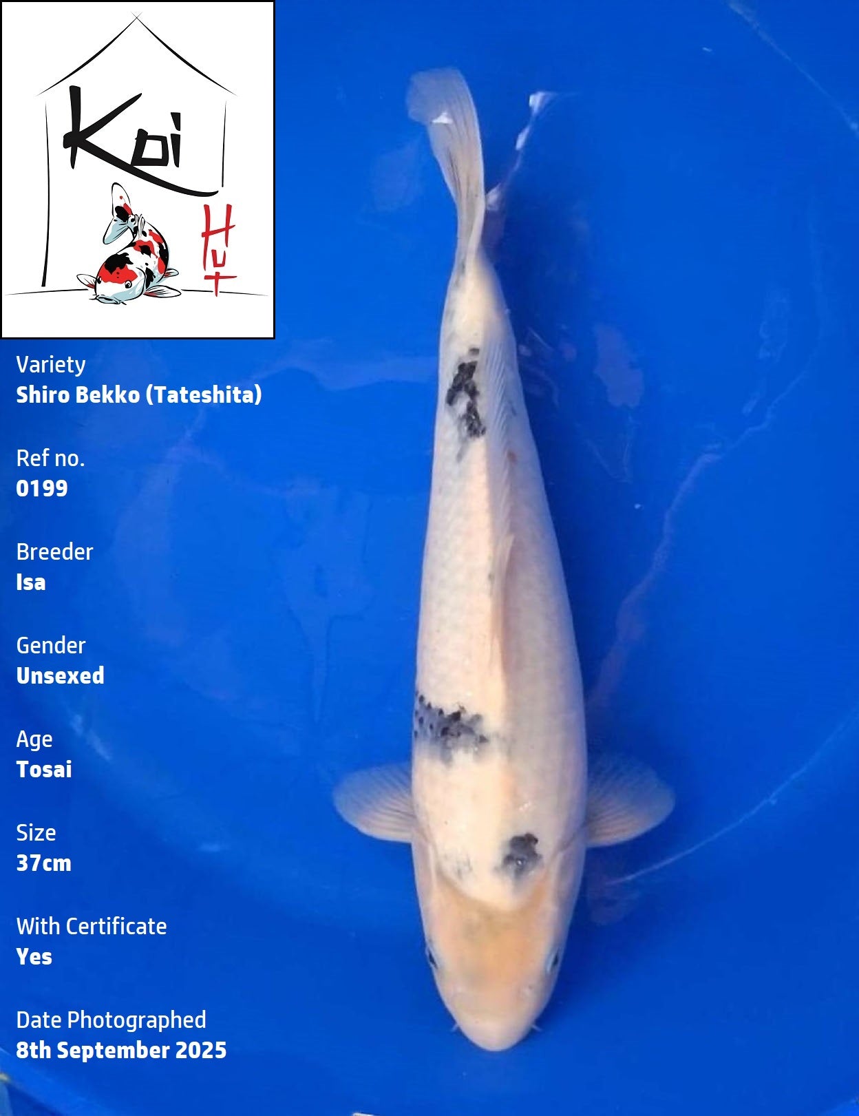 0199 - Tateshita Shiro Bekko [Isa]