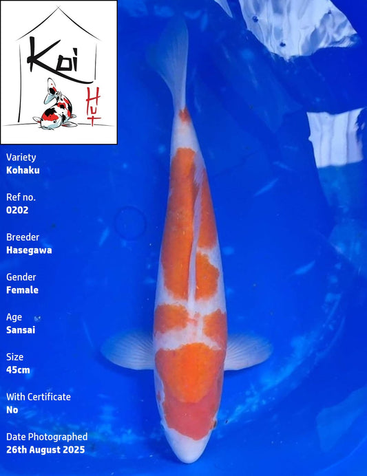 0202 - Kohaku [Hasegawa]