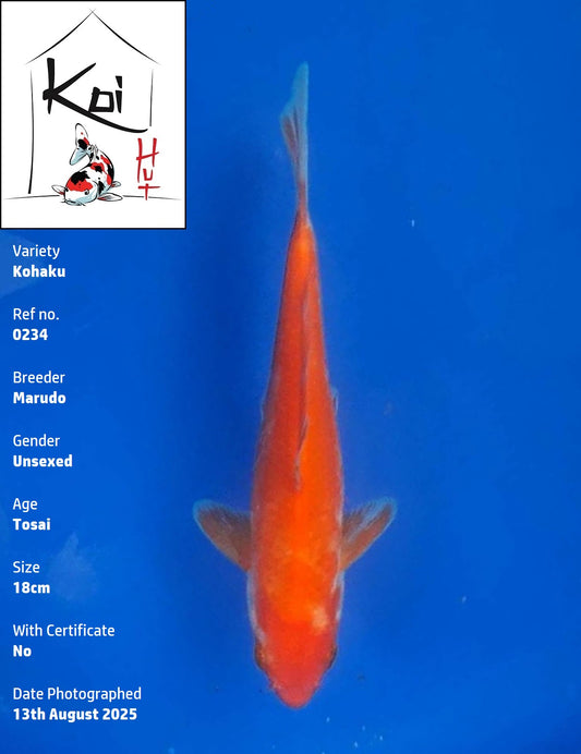 0234 - Kohaku [Marudo]