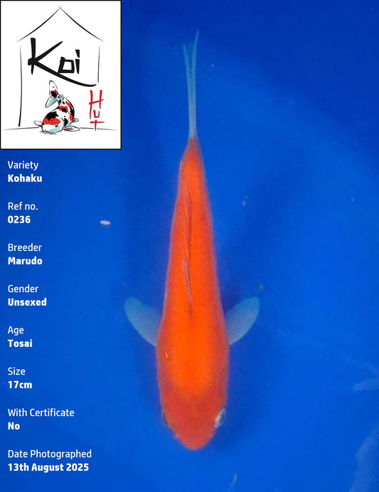 0236 - Kohaku [Marudo]