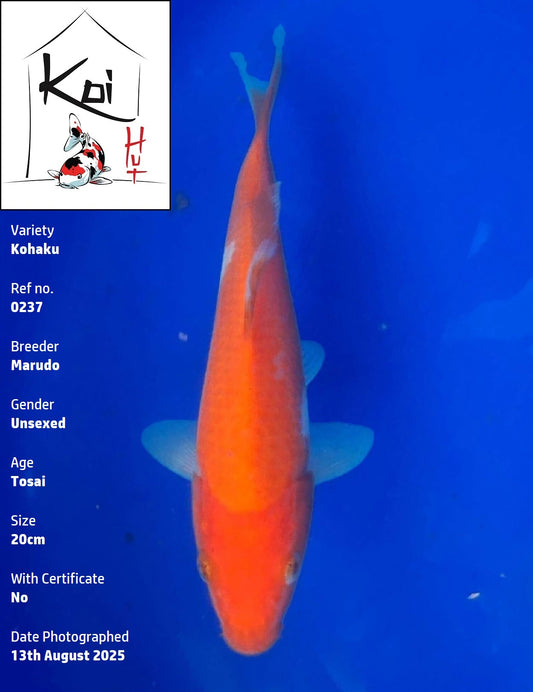 0237 - Kohaku [Marudo]