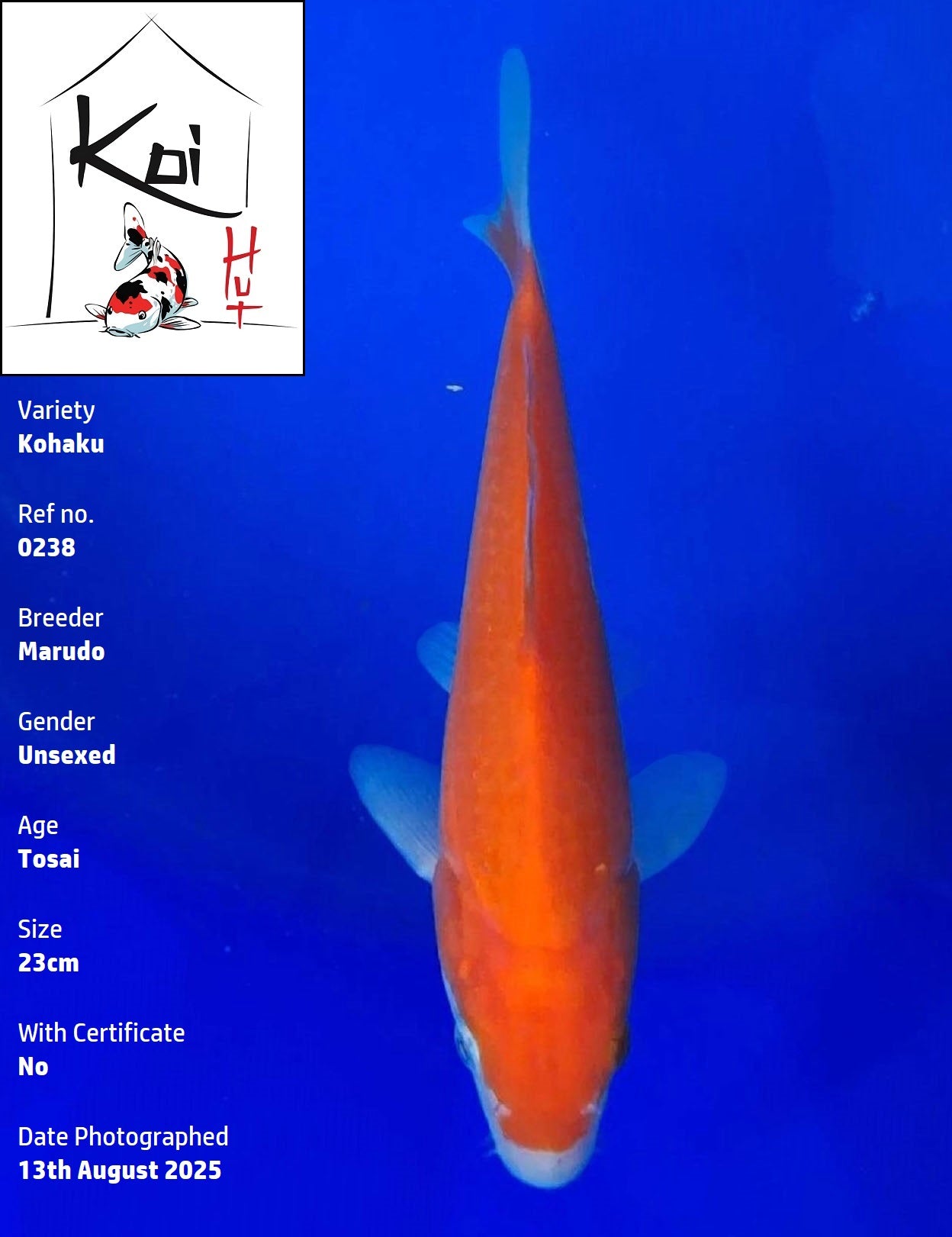 0238 - Kohaku [Marudo]