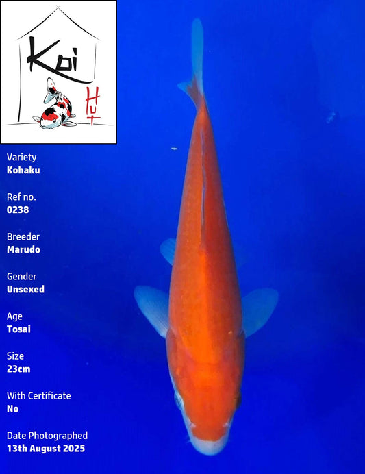 0238 - Kohaku [Marudo]
