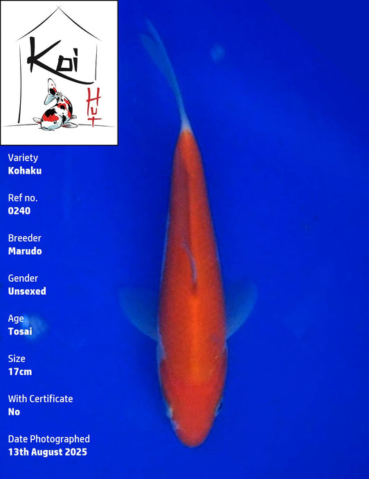 0240 - Kohaku [Marudo]