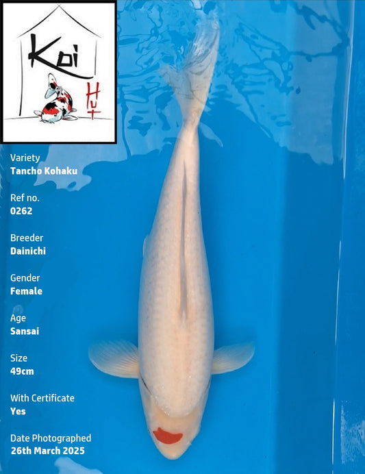 0262 - Tancho Kohaku [Dainichi]