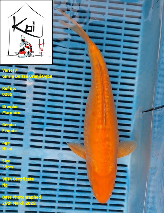 0265 - Ginrin Doitsu Orenji Ogon [Maruhiro]