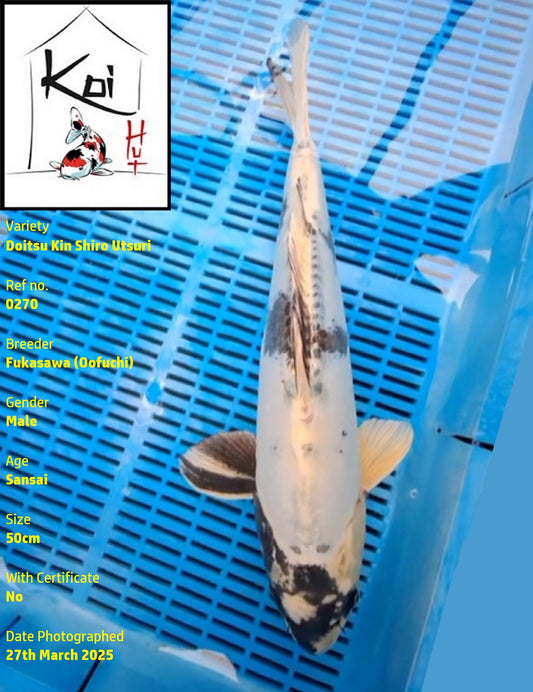 0270 - Doitsu Kin Shiro Utsuri [Fukasawa]