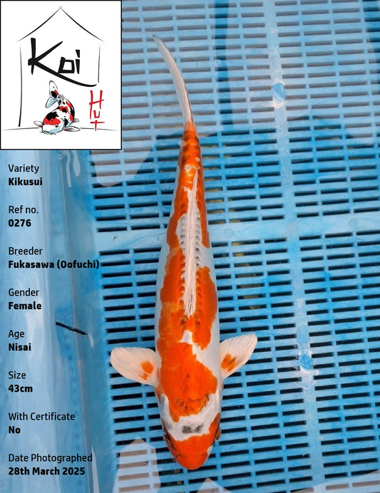 0276 - Kikusui [Fukasawa]