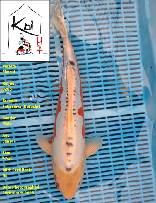 0285 - Shusui [Fukasawa]